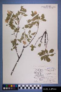 Fraxinus cuspidata image